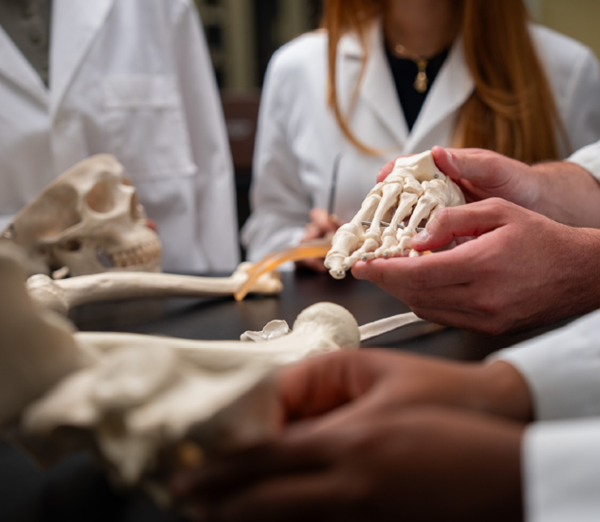 Students in a health sciences lab examining anatomical bone models during a hands-on anatomy lesson.